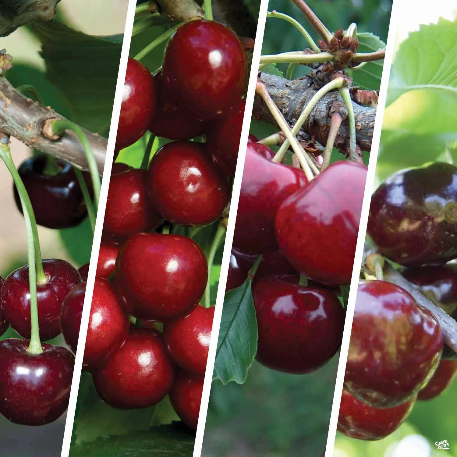 Cherry Multi-Graft Combo #1 1 Cherry Multi-Graft Combo #1