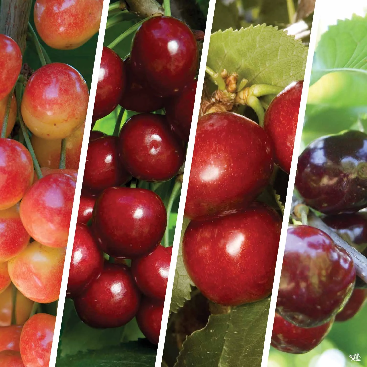 Cherry Multi-Graft Combo #3 1 Cherry Multi-Graft Combo #3