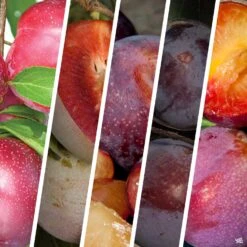 Plum Multi-Graft Combo