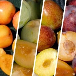 Pluot Multi-Graft Combo #1