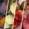Pluot Multi-Graft Combo #2