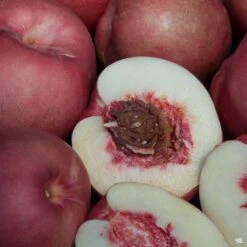 Nectaplum 'Spice Zee'