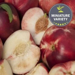 Nectarine 'Arctic Babe', Miniature