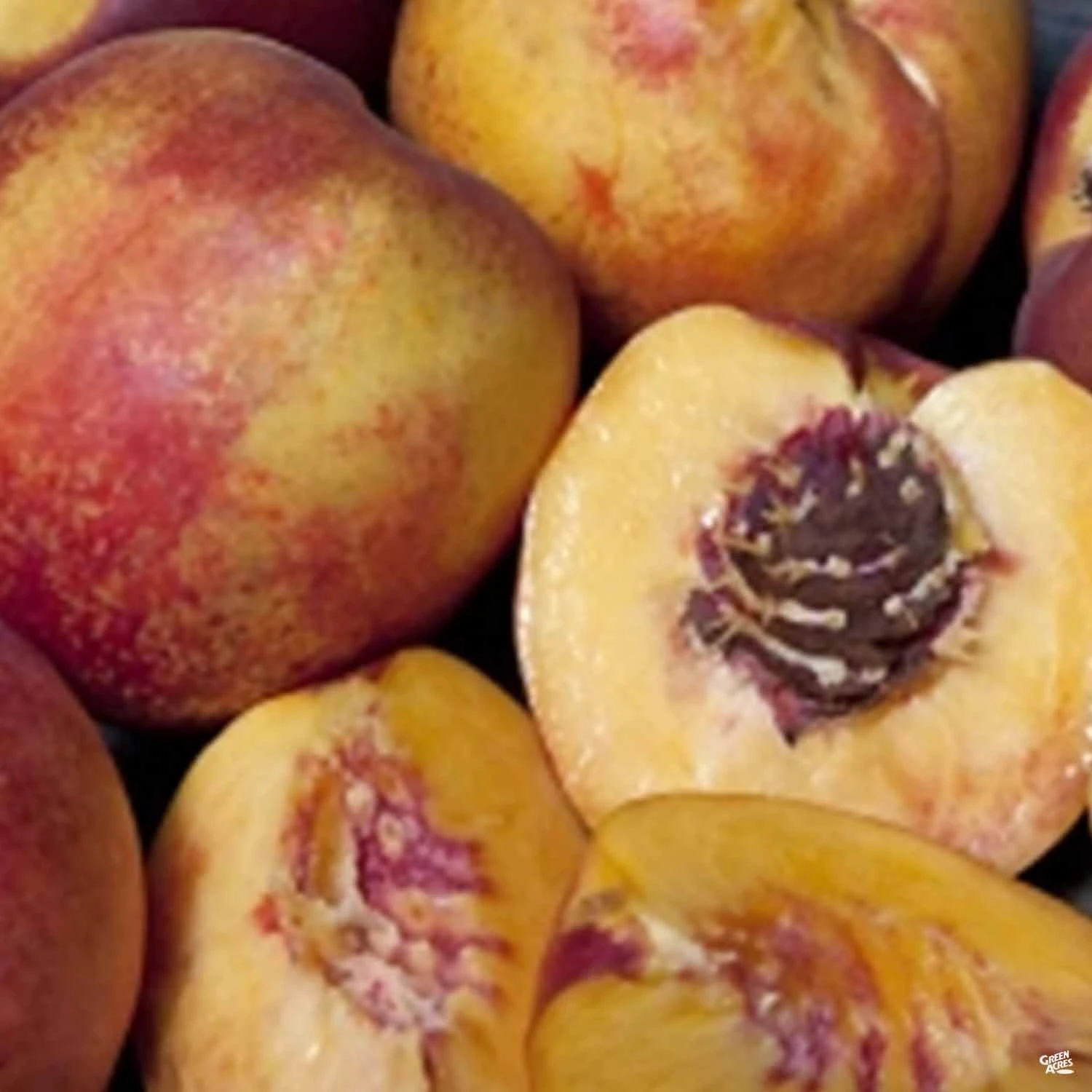 Nectarine 'Flavortop' 1 Nectarine 'Flavortop'