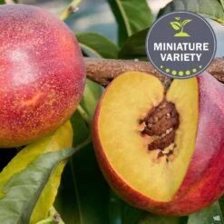 Nectarine 'Garden Delight', Miniature