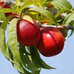 Nectarine 'Red Gold'