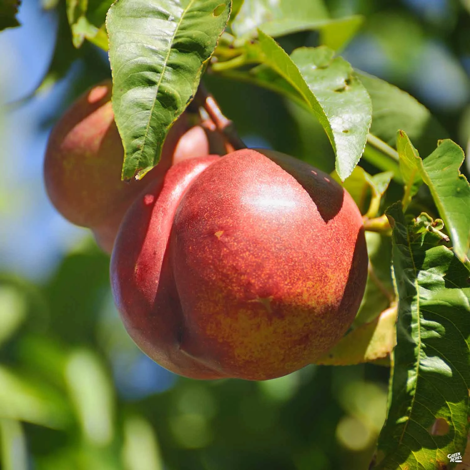 Nectarine 'Smooth Texan One' 1 Nectarine 'Smooth Texan One'