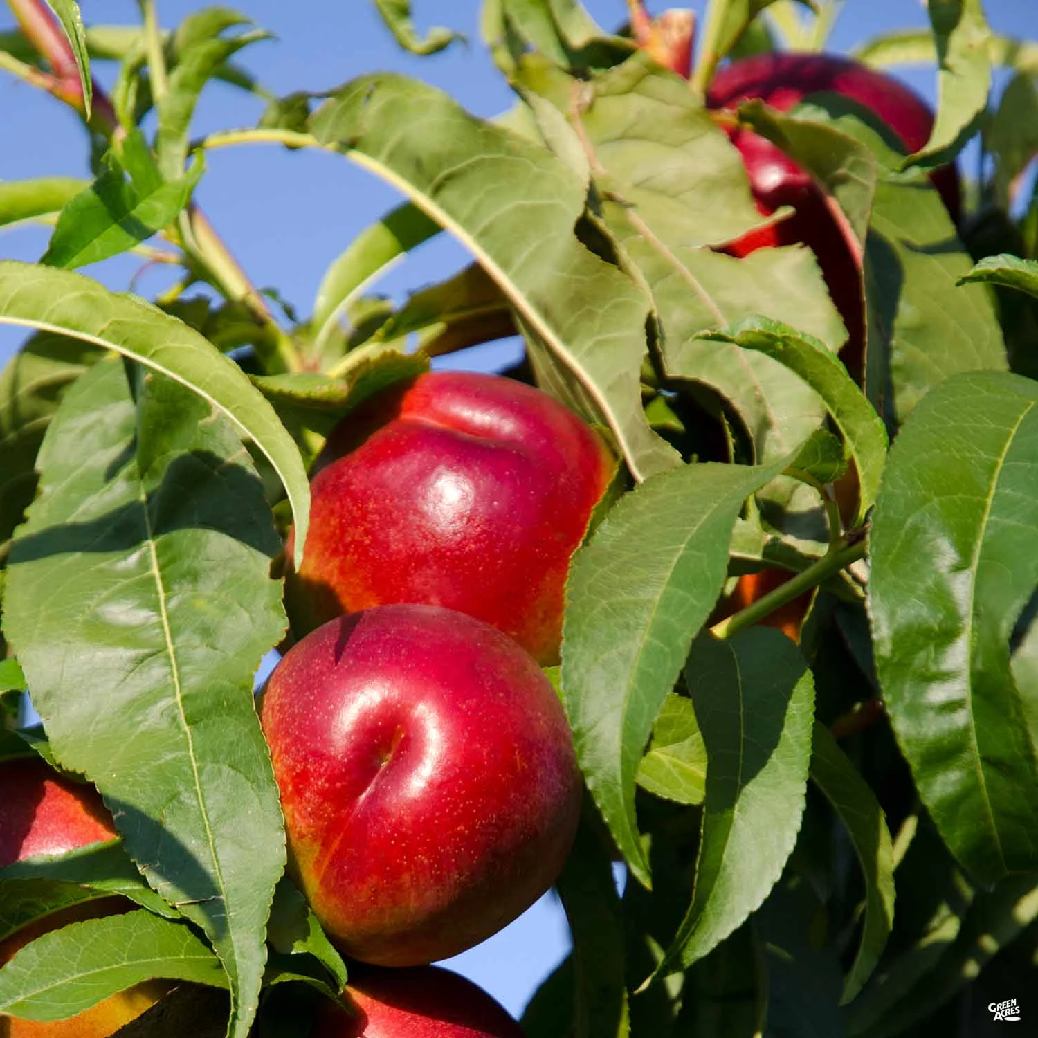 Nectarine 'Sunraycer' 1 Nectarine 'Sunraycer'