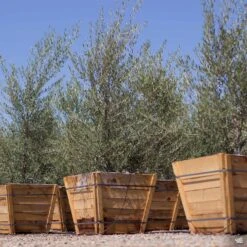 Fruitless Olive 'Swan Hill' Multi-Trunk