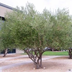 Fruitless Olive Multi-Trunk