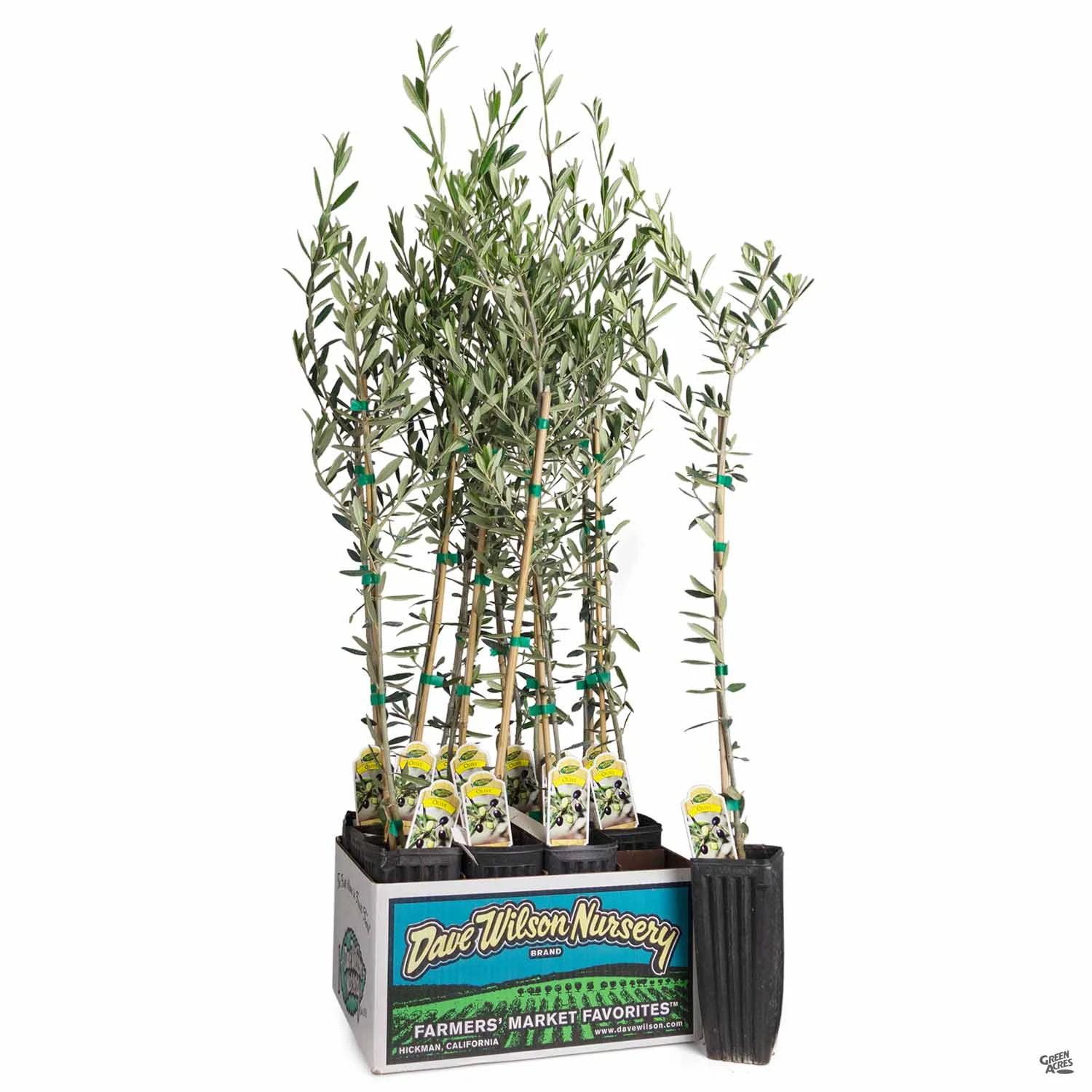 Olea Assorted4" Sleeve 2 Olea Assorted4" Sleeve - Image 2