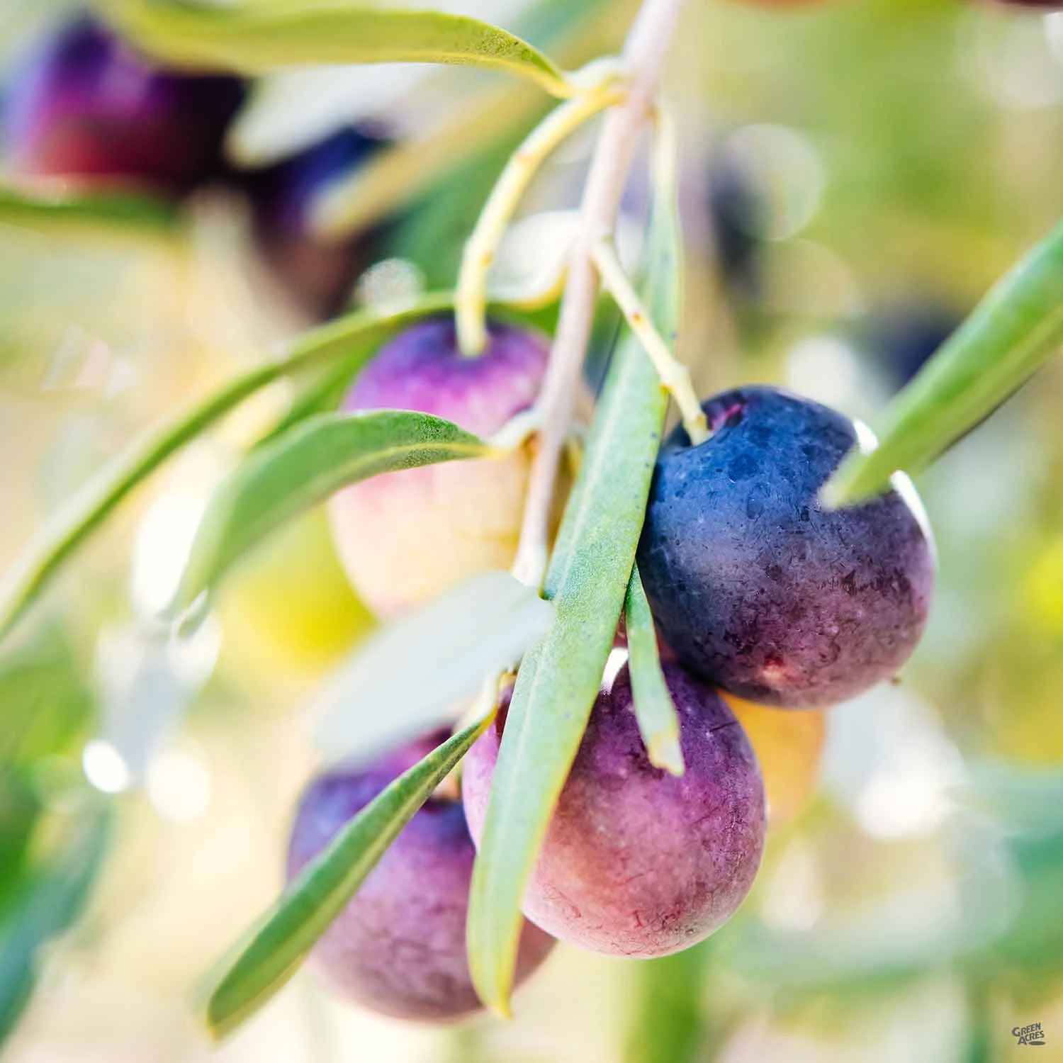 Olive 'Mission' 1 Olive 'Mission'