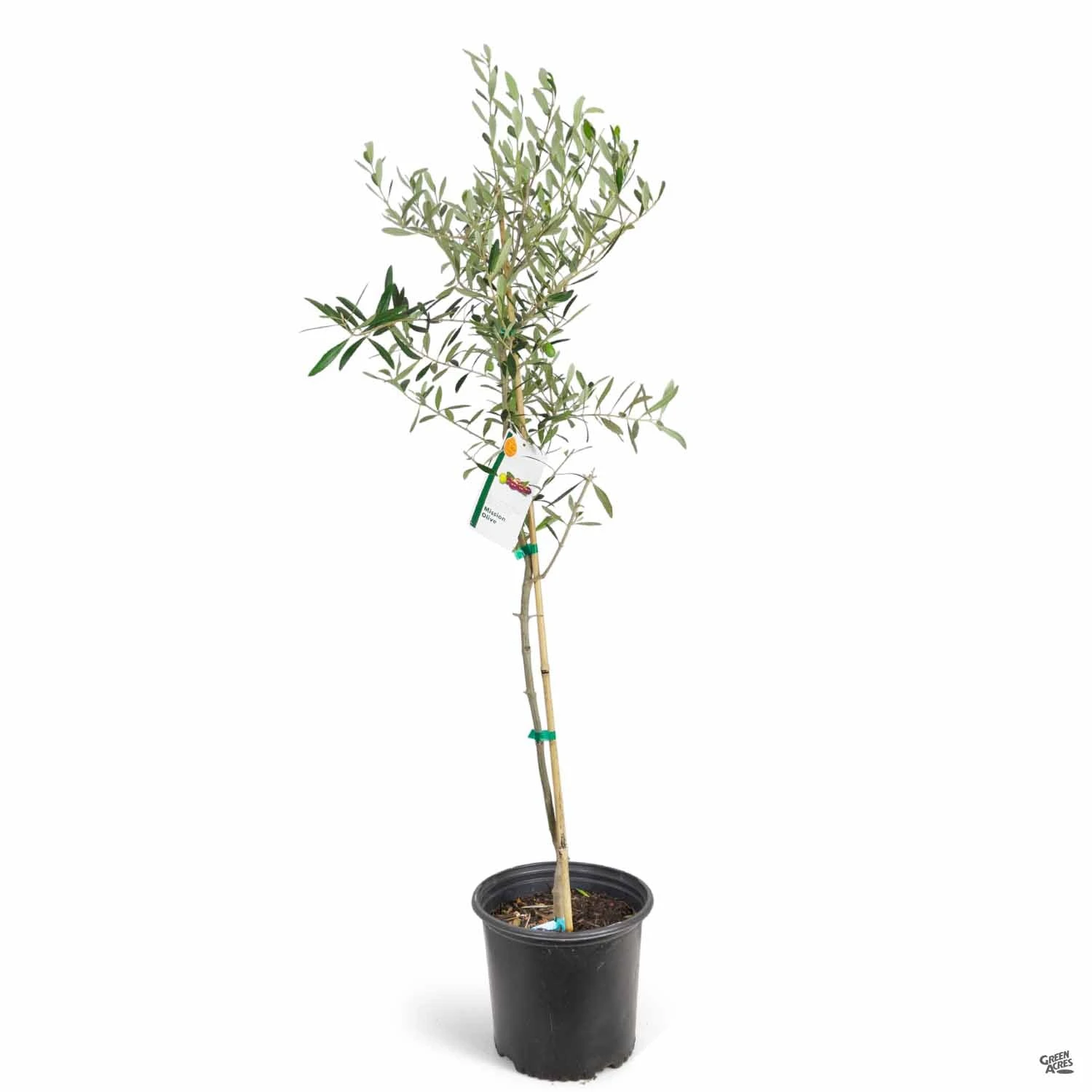 Olive 'Mission' 2 Olive 'Mission' - Image 2