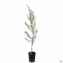 Olive 'Mission' 5 Olive 'Mission' -Fresh Tree Shop Olea Olive Mission 5gal
