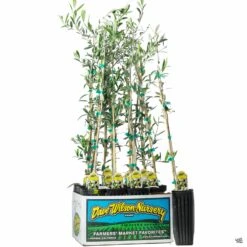 Olea Assorted4" Sleeve