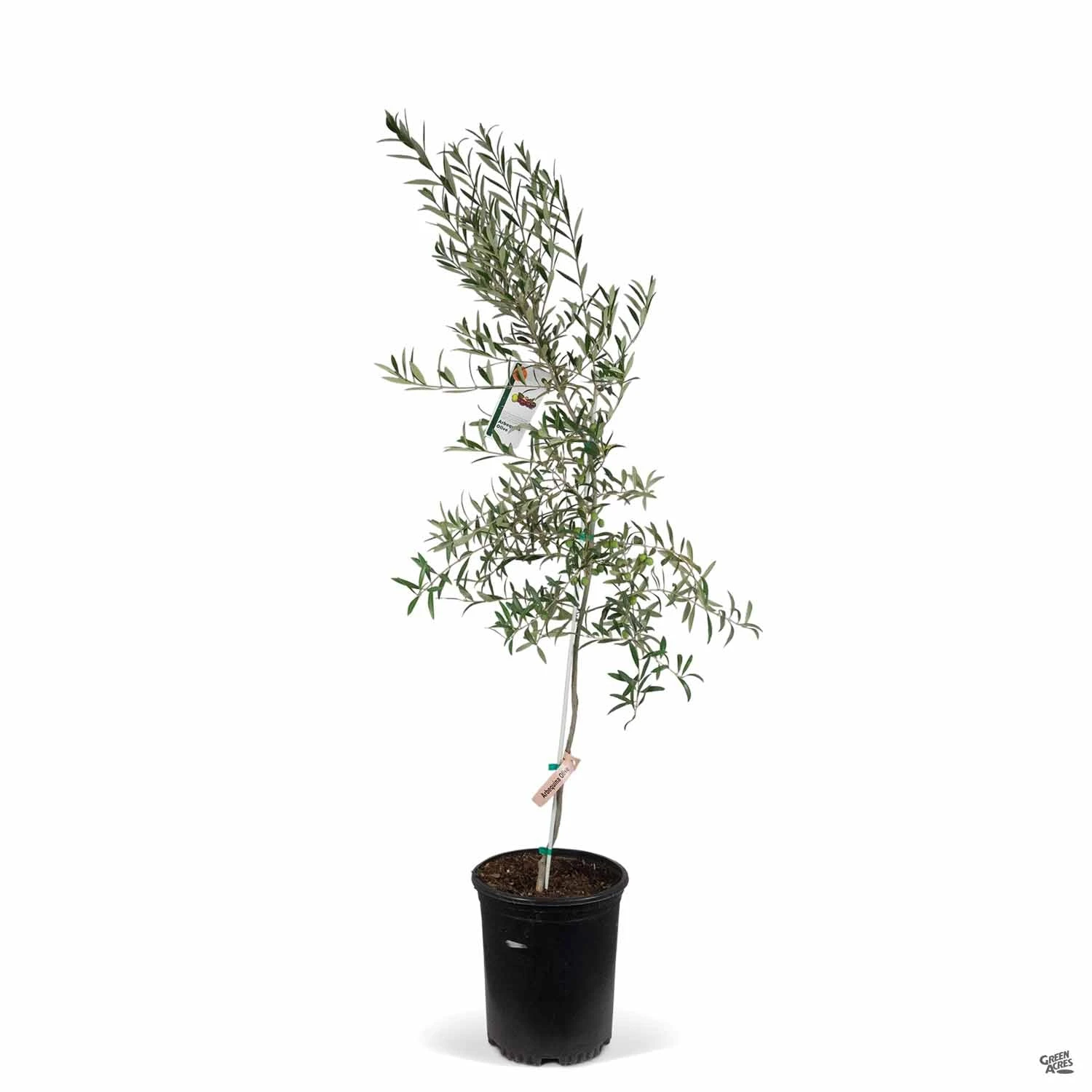 Olive 'Arbequina' 2 Olive 'Arbequina' - Image 2