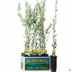 Olea Assorted4" Sleeve 5 Olea Assorted4" Sleeve -Fresh Tree Shop Olive Mission 3inSleeve