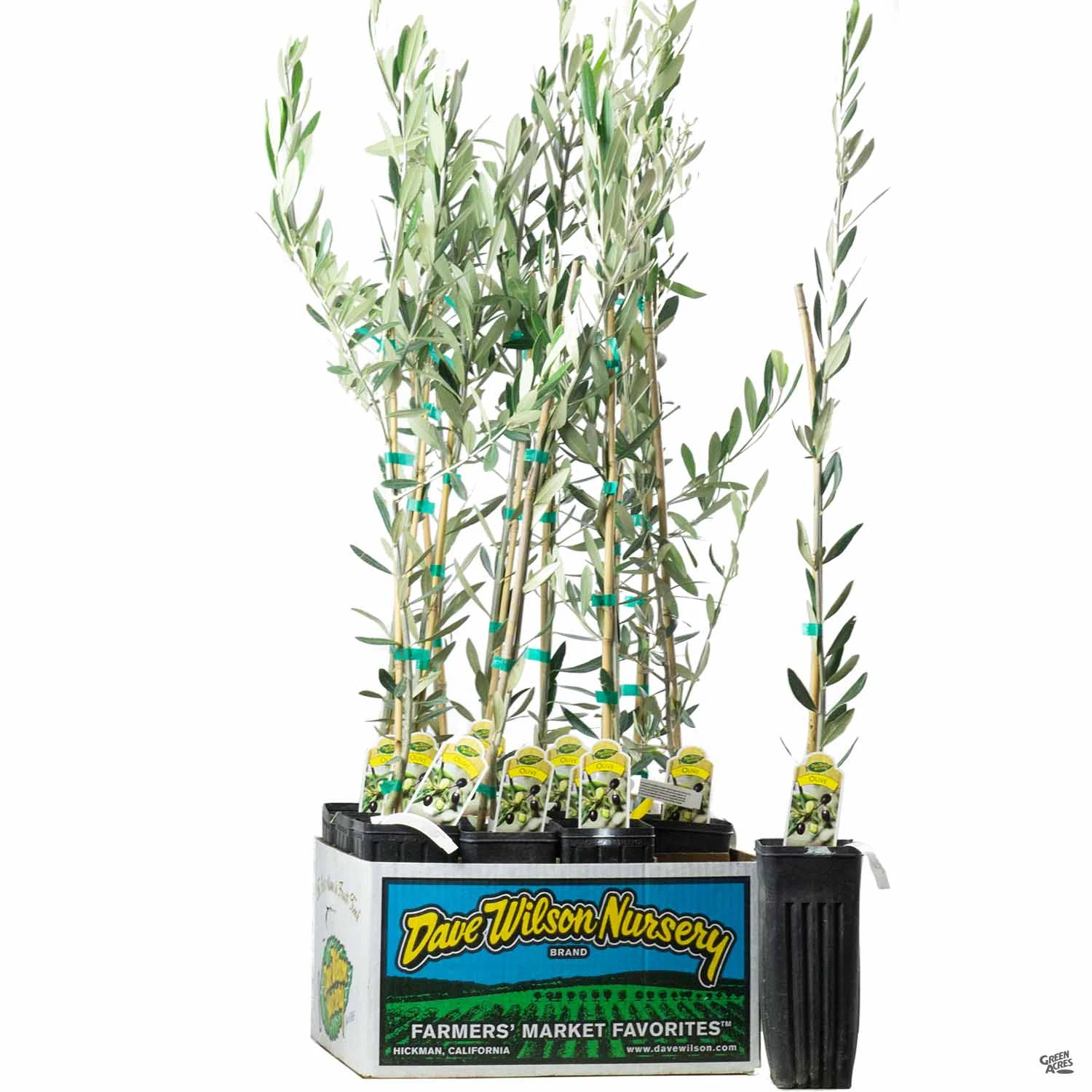 Olea Assorted4" Sleeve 3 Olea Assorted4" Sleeve - Image 3