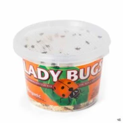 Ladybugs
