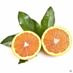 Navel Orange 'Cara Cara', Semi-Dwarf 7 Navel Orange 'Cara Cara', Semi-Dwarf -Fresh Tree Shop Orange CaraCaraNavel Fruit 55bd7c7d 41b8 4e29 904c ad0df01420cf