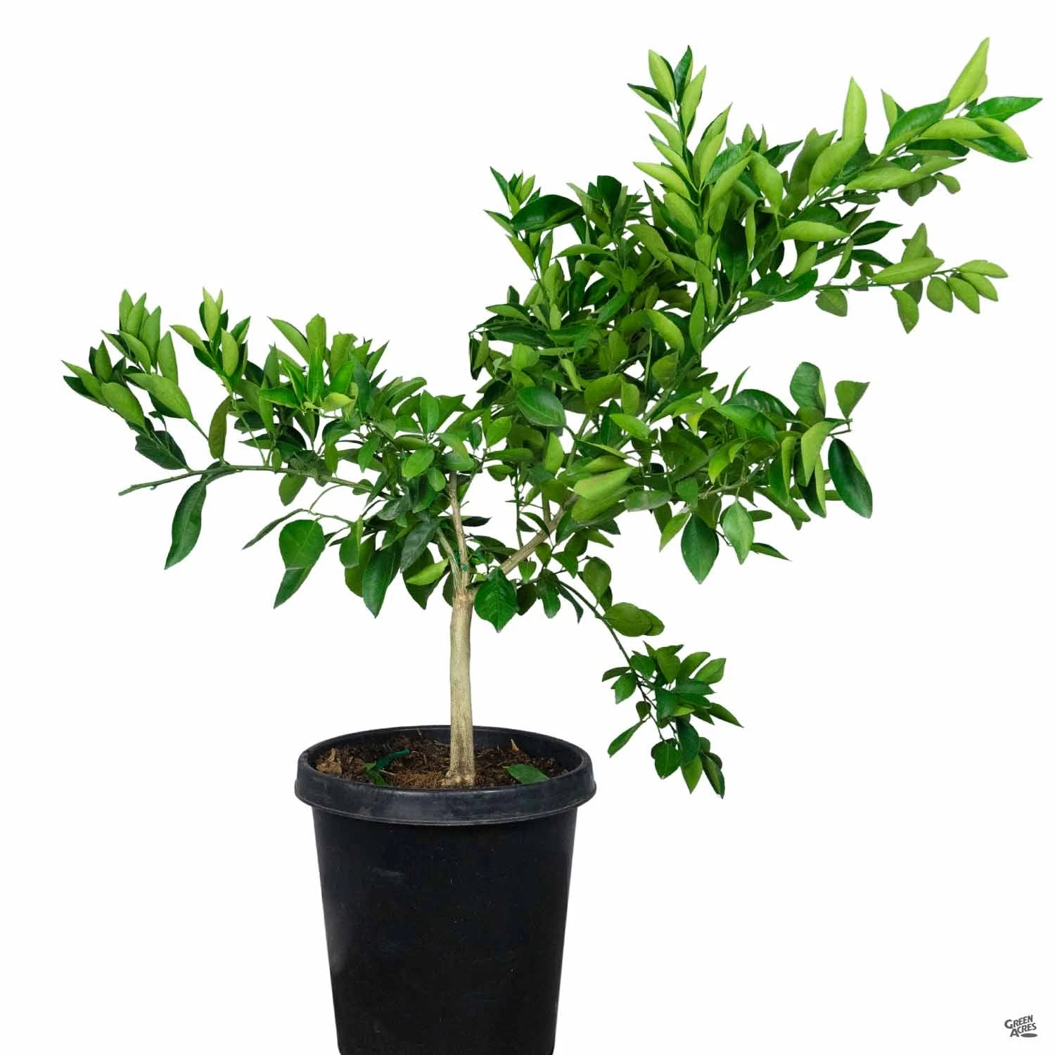 Navel Orange 'Washington', Semi-Dwarf 7 Navel Orange 'Washington', Semi-Dwarf - Image 7