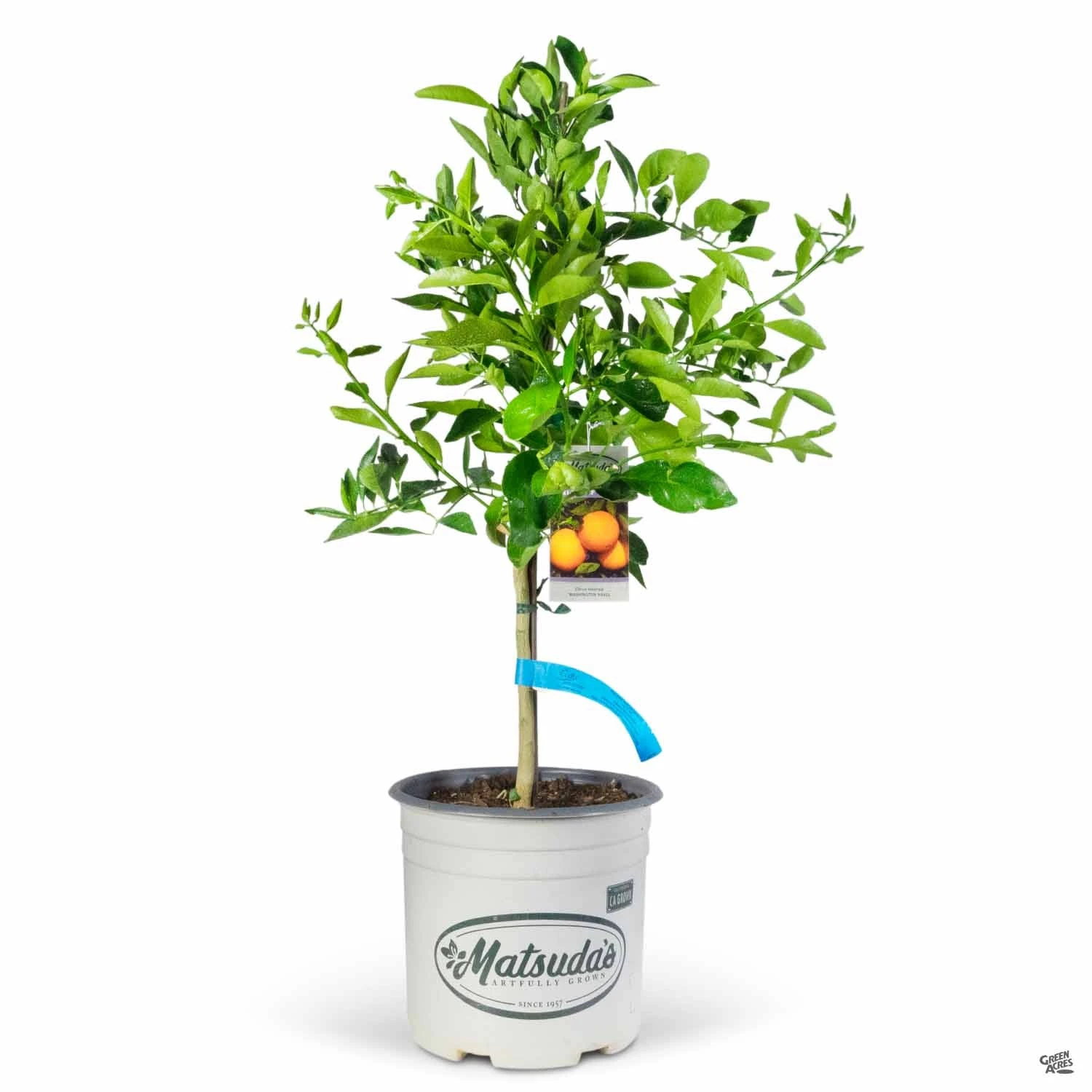 Navel Orange 'Washington', Semi-Dwarf 5 Navel Orange 'Washington', Semi-Dwarf - Image 5