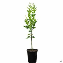 Navel Orange 'Washington', Semi-Dwarf 12 Navel Orange 'Washington', Semi-Dwarf -Fresh Tree Shop Orange WashingtonNavel 5gal 15355666 3838 4db8 aead ffead0ad729e