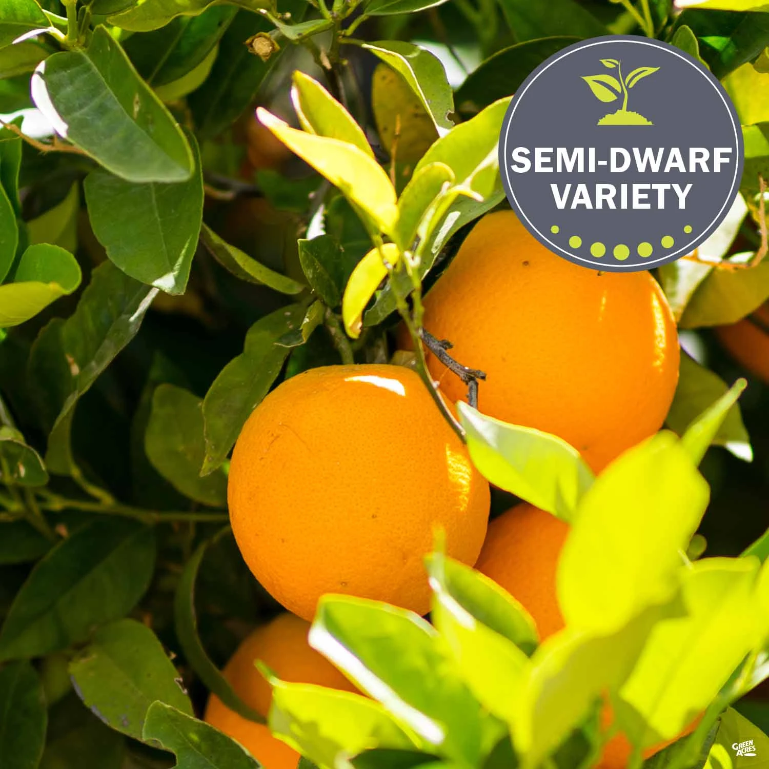 Navel Orange 'Washington', Semi-Dwarf 2 Navel Orange 'Washington', Semi-Dwarf - Image 2