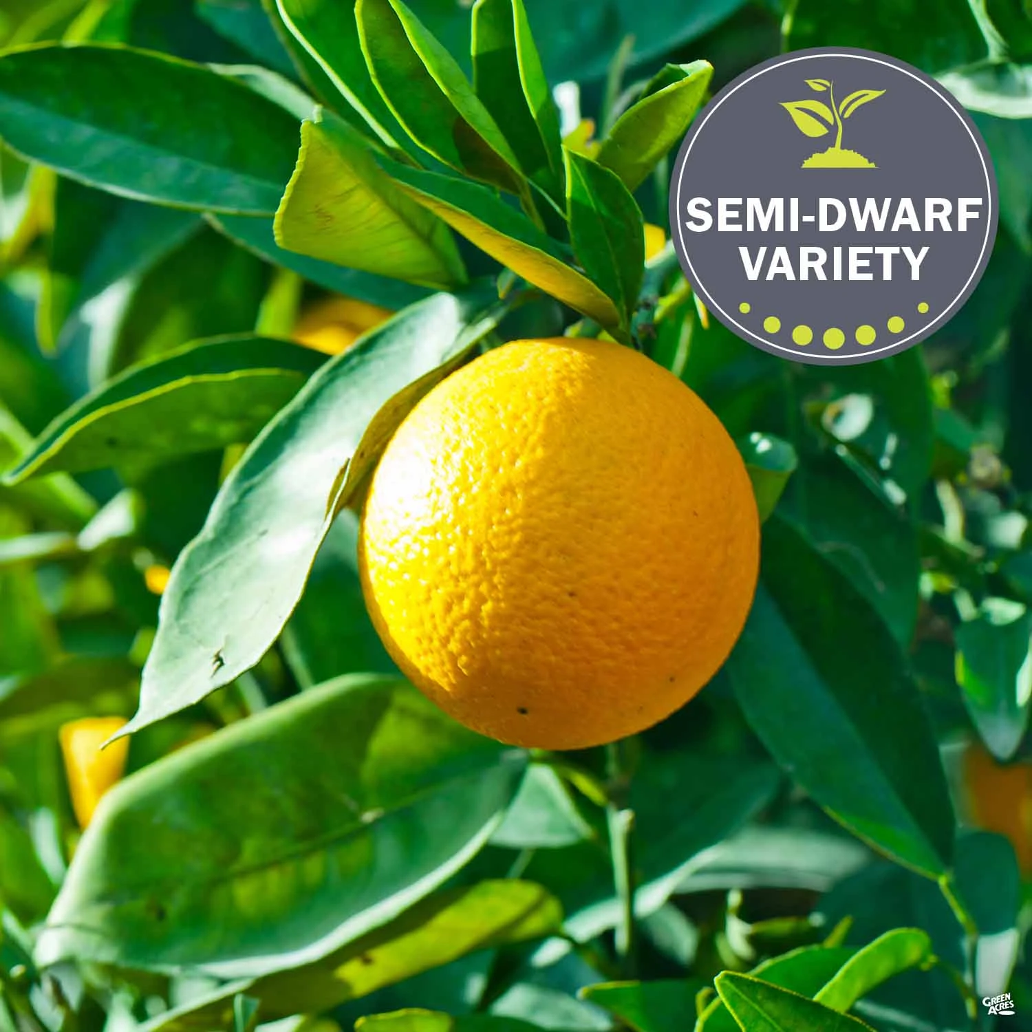 Navel Orange 'Washington', Semi-Dwarf 1 Navel Orange 'Washington', Semi-Dwarf