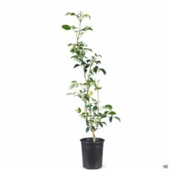 Variegated Bower Vine -Fresh Tree Shop Pandorea BowerVine Variegata 1galStk 3e1e9089 9203 4db3 8d36 a666e5a6541c
