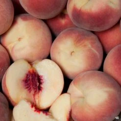 Peach 'Arctic Supreme'