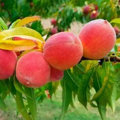 Peach 'Autumn Flame'