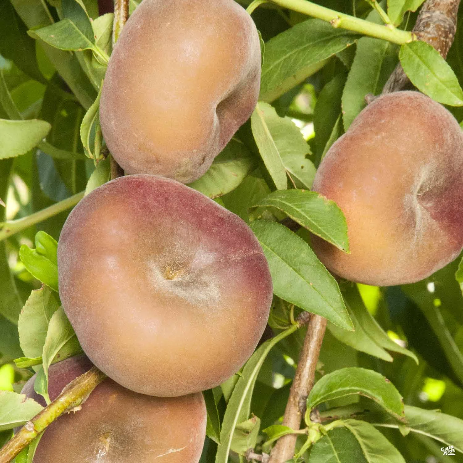 Peach 'Donut Stark Saturn' 1 Peach 'Donut Stark Saturn'