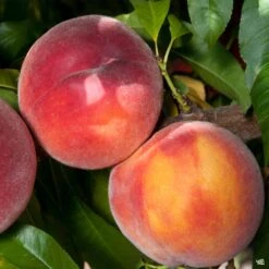 Peach 'Eva's Pride'