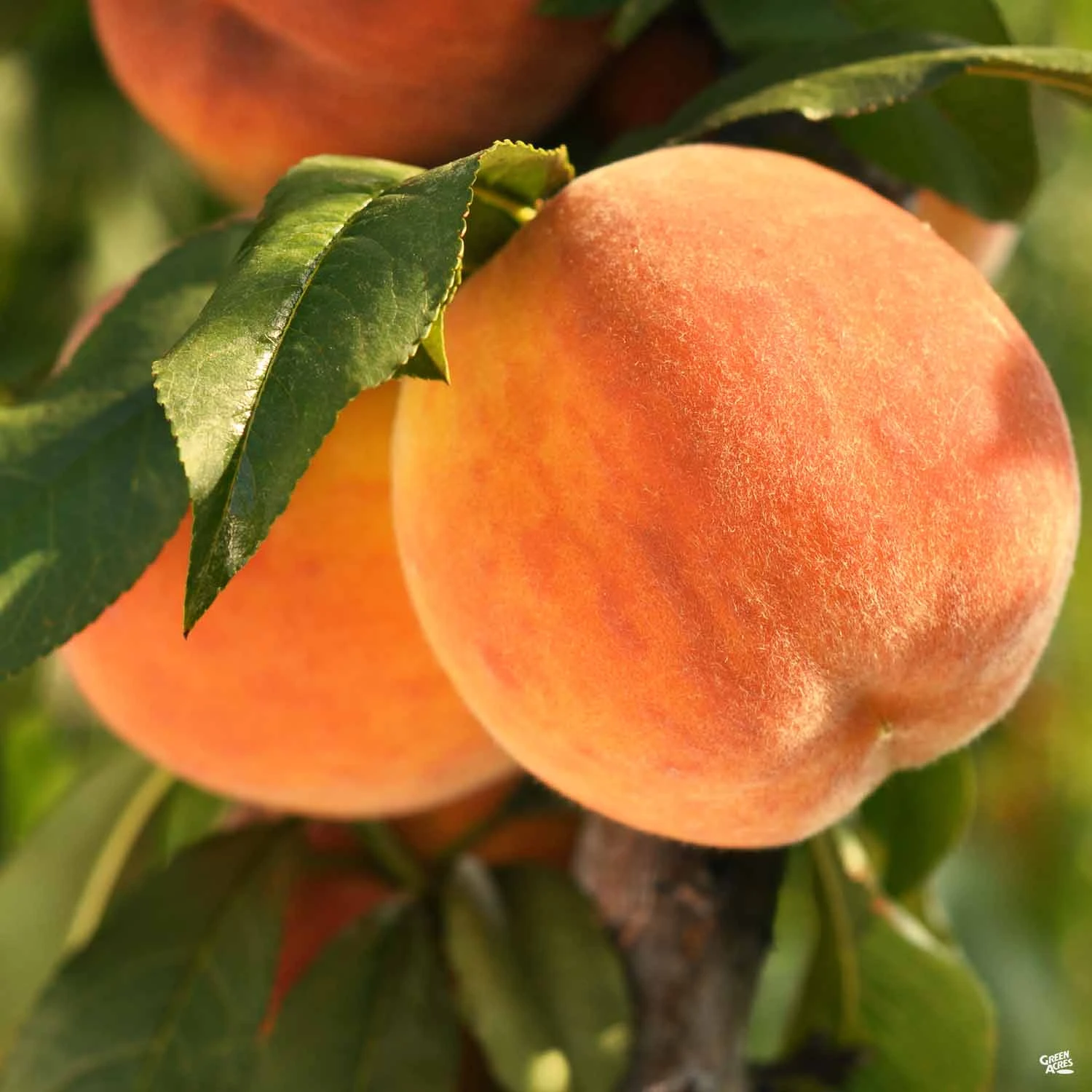 Peach 'Fay (Late) Elberta' 1 Peach 'Fay (Late) Elberta'