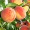 Peach 'Flordaprince'