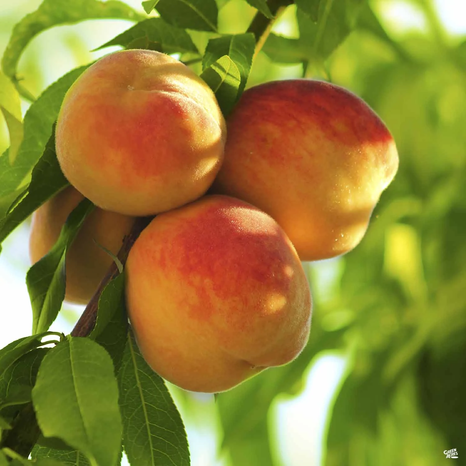 Peach 'Frost' 1 Peach 'Frost'