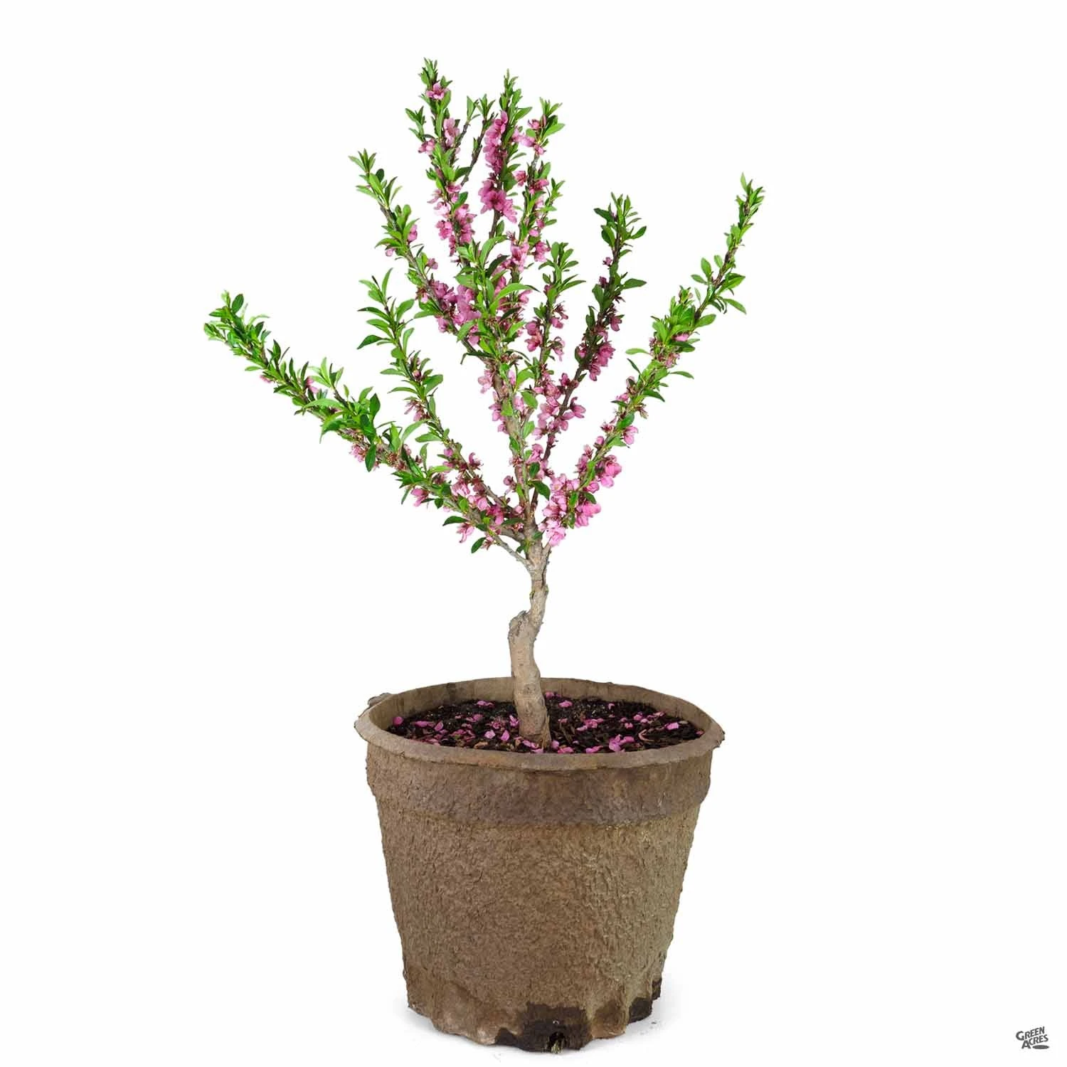 Peach 'Garden Gold', Miniature 2 Peach 'Garden Gold', Miniature - Image 2