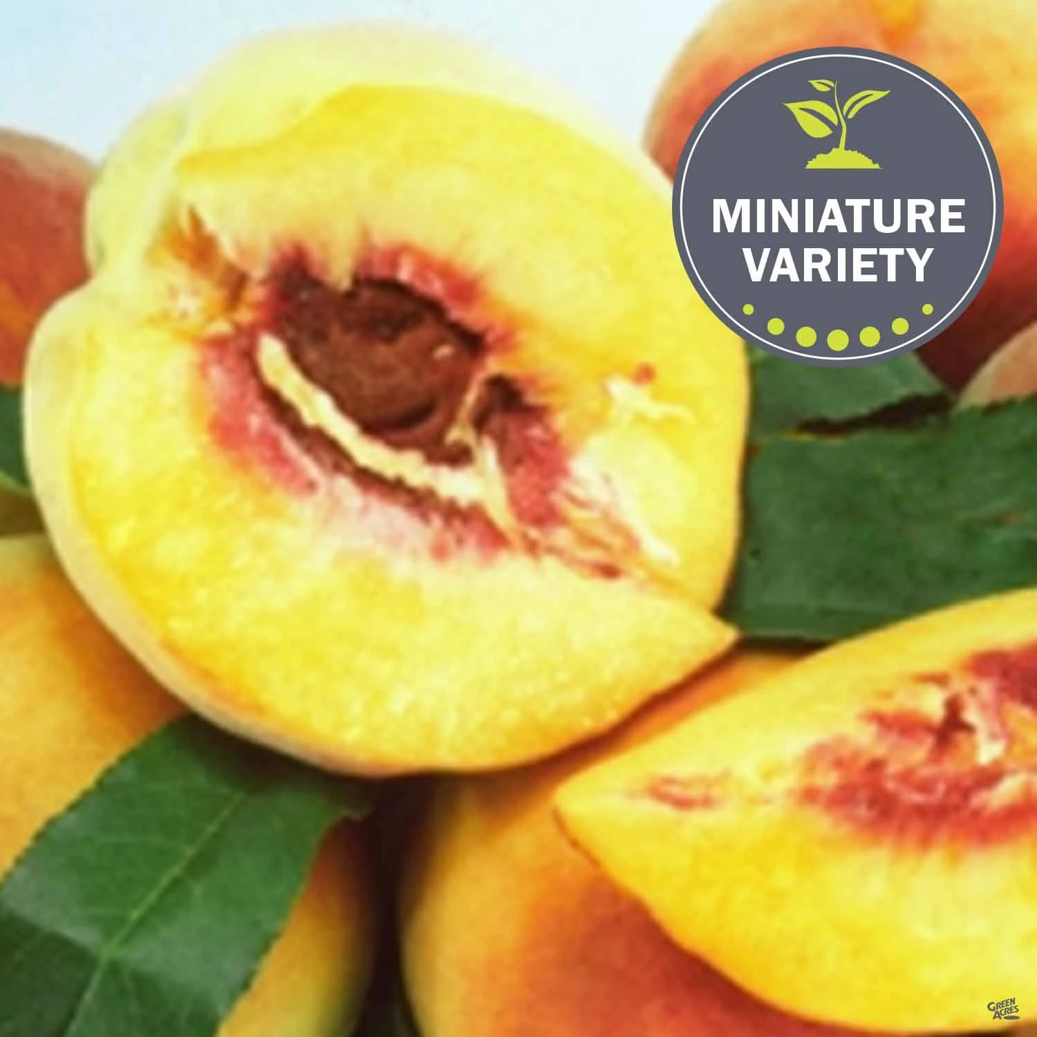 Peach 'Garden Gold', Miniature 1 Peach 'Garden Gold', Miniature