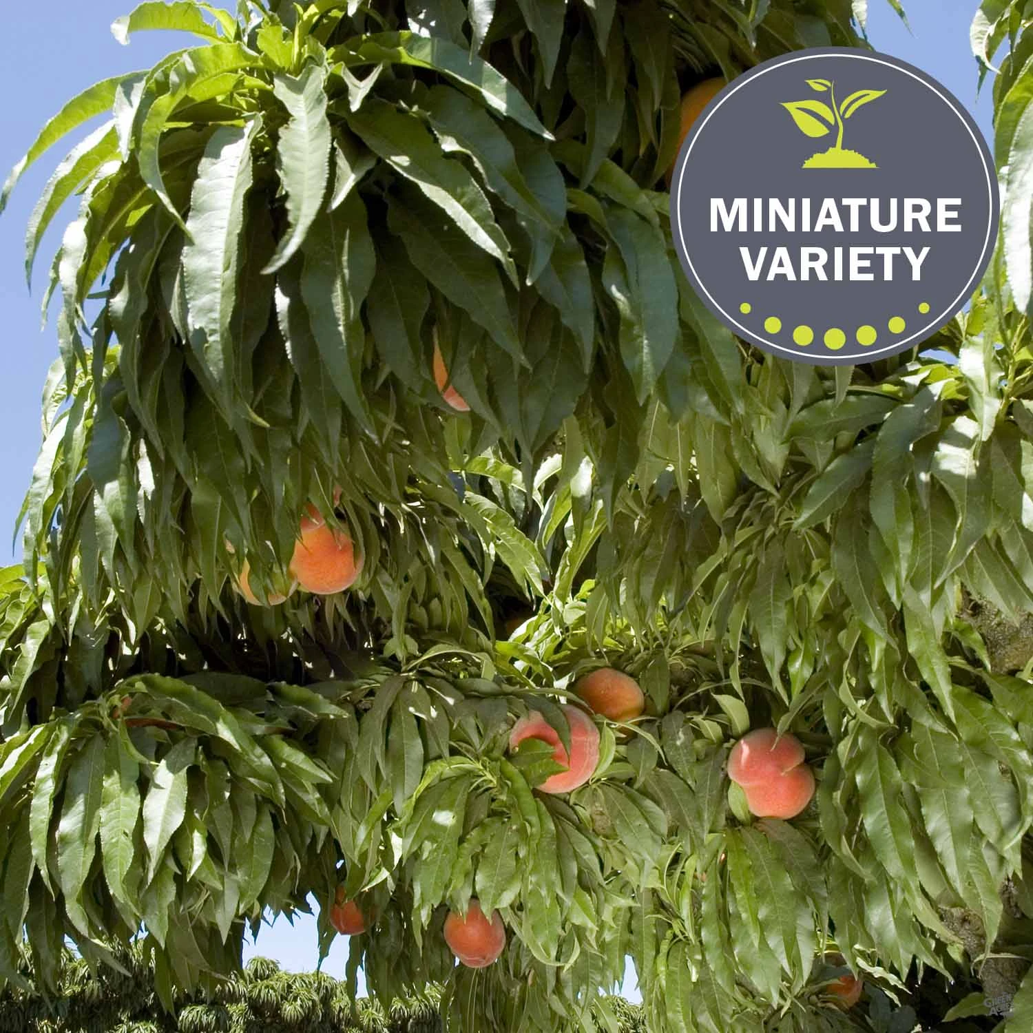 Peach 'Honey Babe', Miniature 1 Peach 'Honey Babe', Miniature