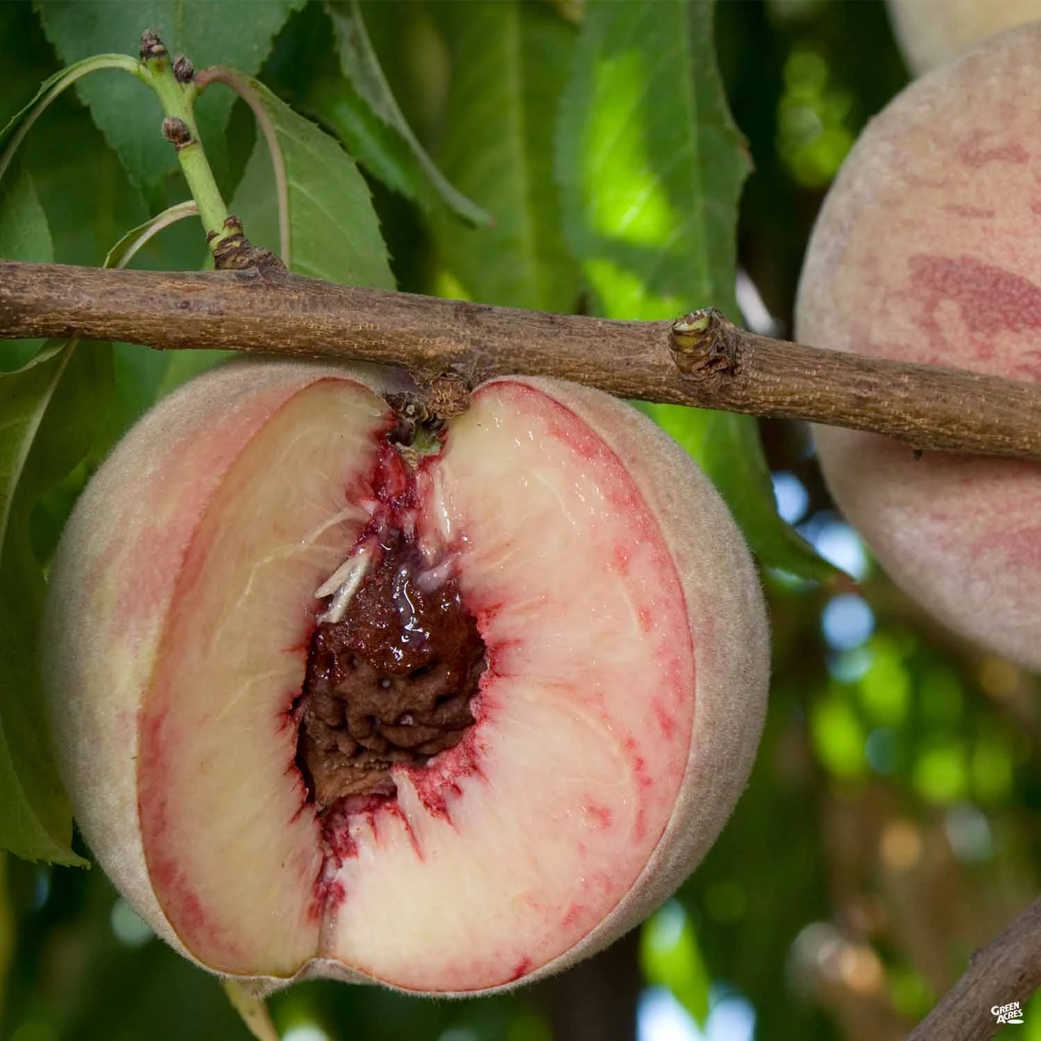 Peach 'Indian Free' 1 Peach 'Indian Free'