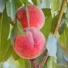 Peach 'La Peche'