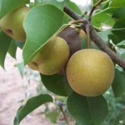 Asian Pear 'Shinko'