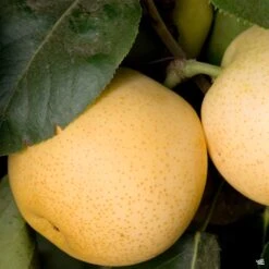 Asian Pear 'Shinseiki'
