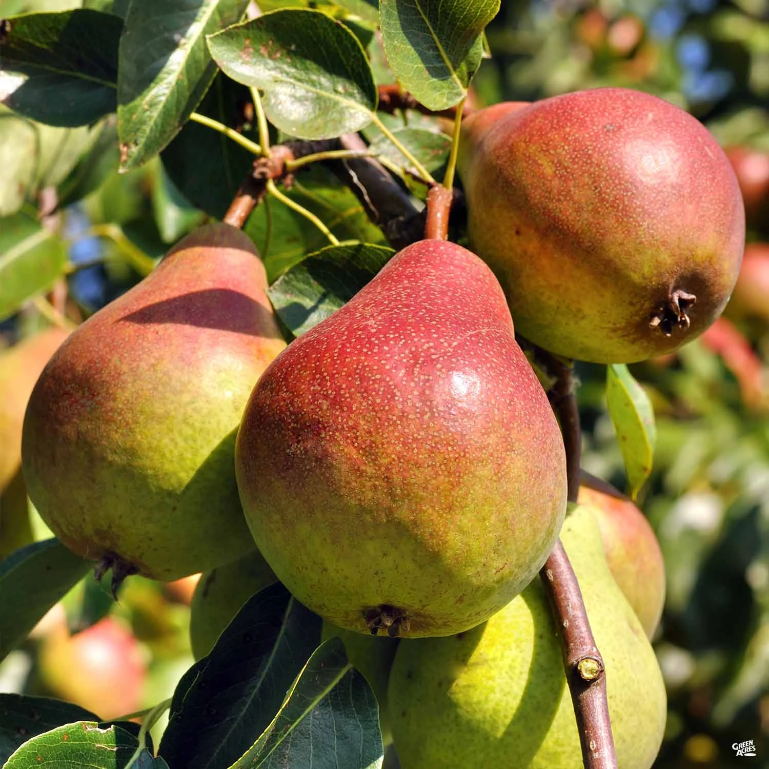 Pear 'Ayers' 1 Pear 'Ayers'