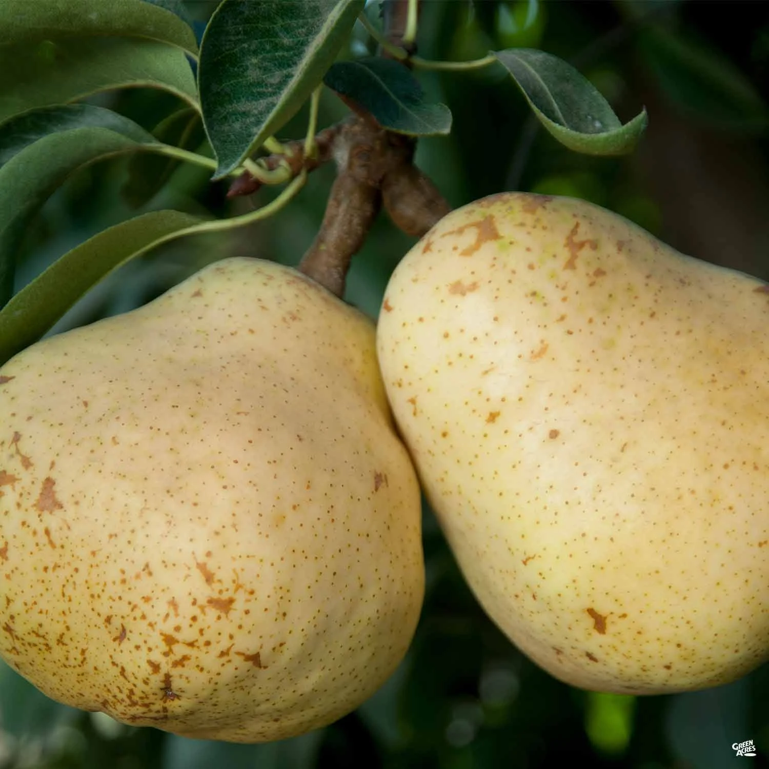 Pear 'Bartlett' 1 Pear 'Bartlett'
