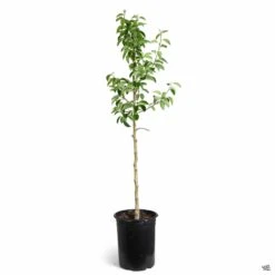 Pear 'Warren' -Fresh Tree Shop Pear Pyrus Bartlett 5gal 97a552f2 c225 45b8 958f dfd317bc5bc7