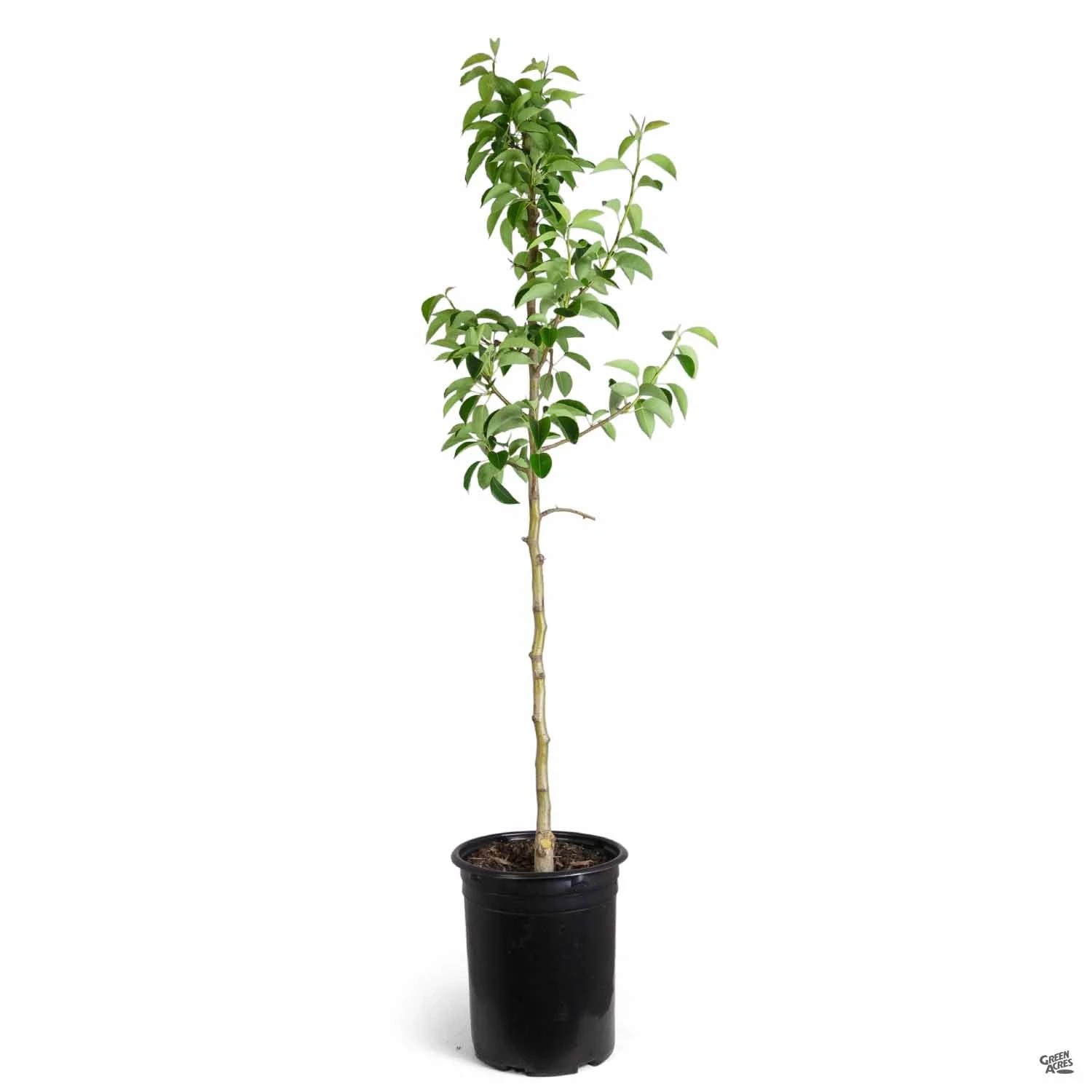 Pear 'Bartlett' 3 Pear 'Bartlett' - Image 3