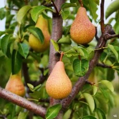 Pear 'Pineapple'