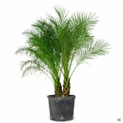 Pygmy Date Palm 10 Pygmy Date Palm -Fresh Tree Shop PhoenixRoebelenii PygmyDatePalm 14in 5e8be029 b538 490b 8f17 33c107969275
